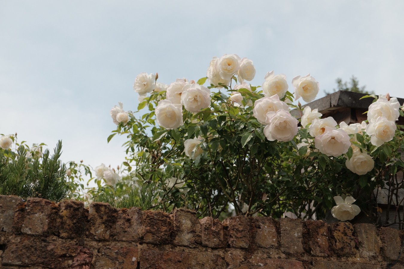 DSCF7371.JPG